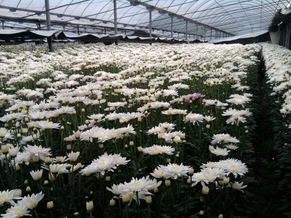 Producción Nacional de Crisantemo
