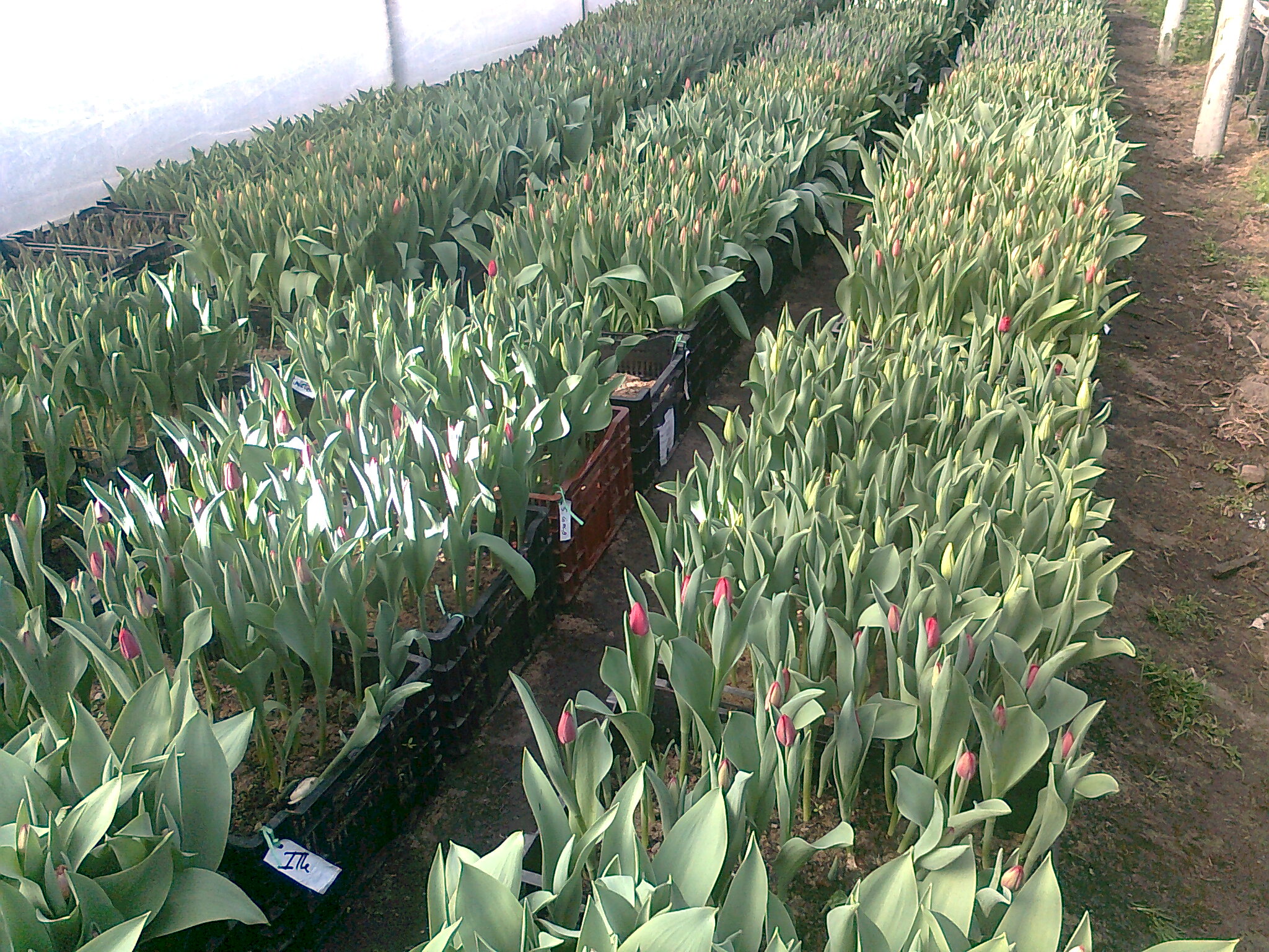 Producción Nacional de Tulipán