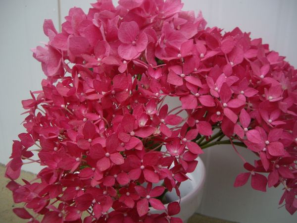 Flores Importadas por Flores Musacco