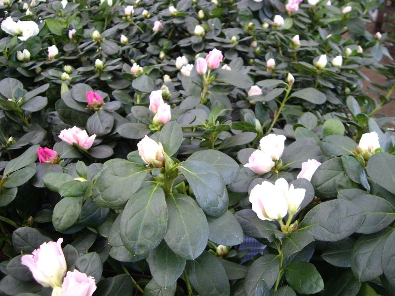Azalea, planta Importada por Flores Musacco