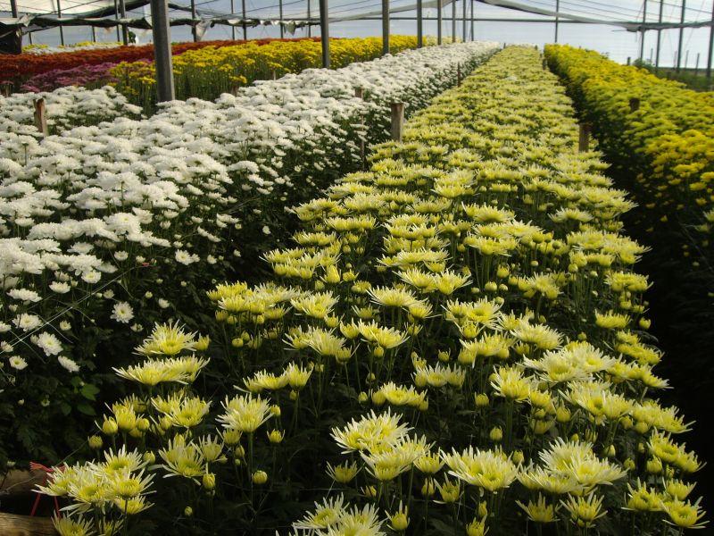 Gran cantidad y variedad de Crisantemos en Flores Musacco
